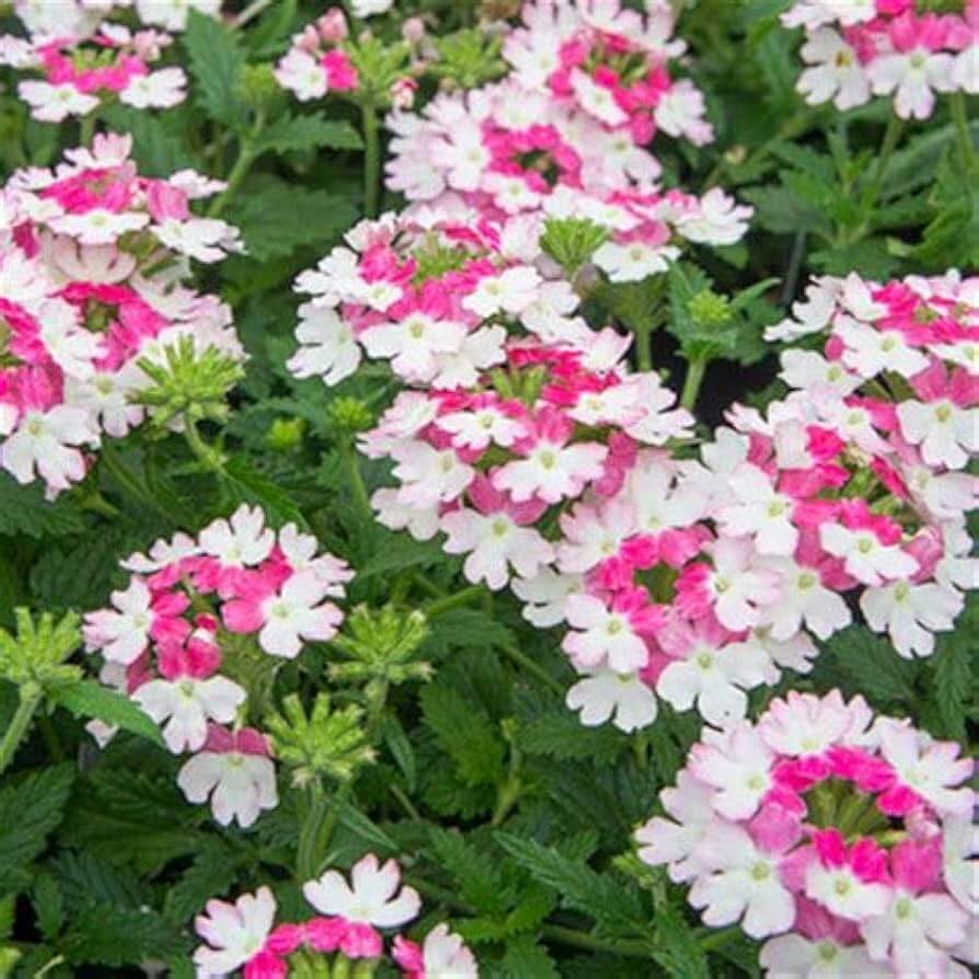 & White Verbena plant