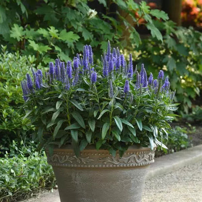 Blue Veronica flower seeds