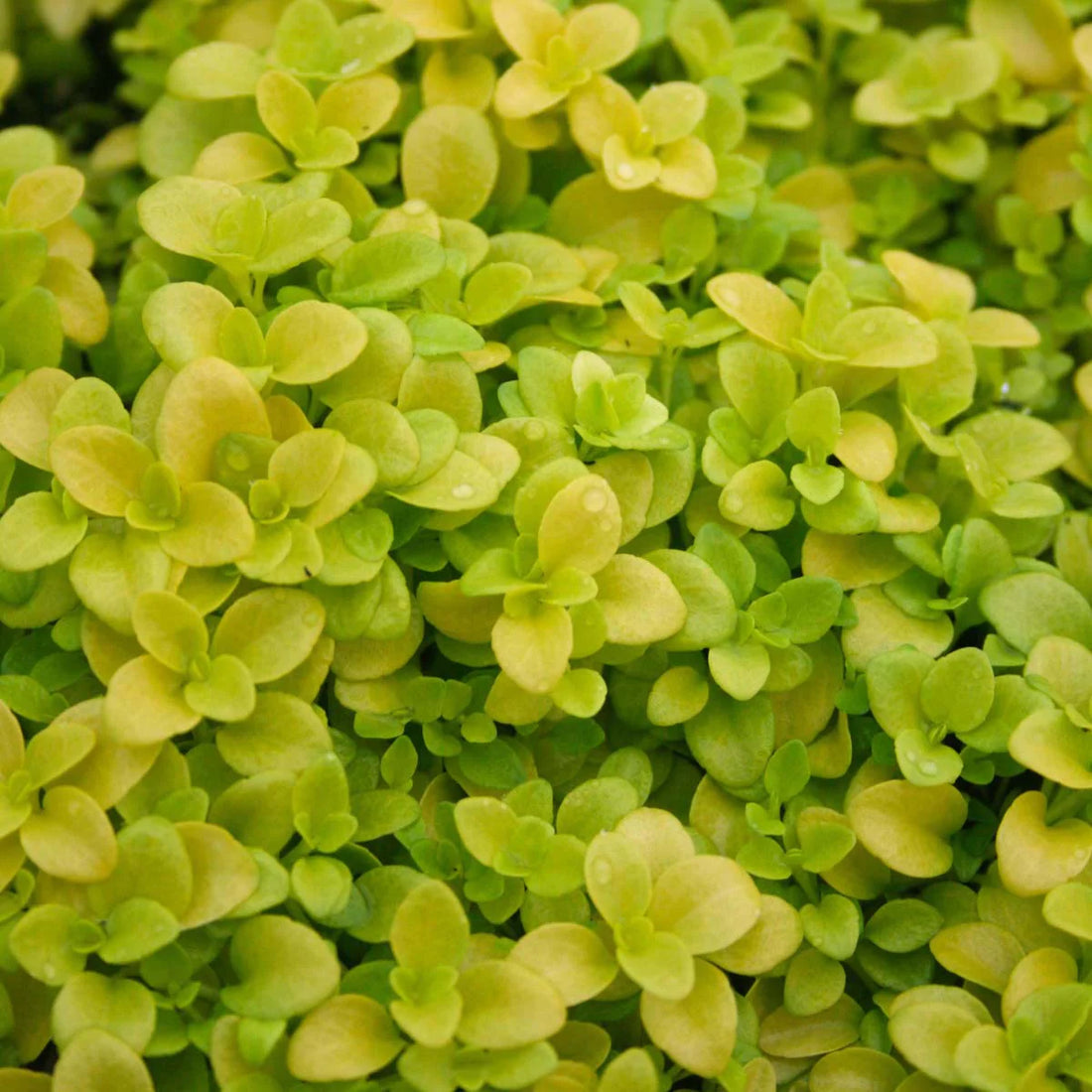 Green Veronica flower seeds