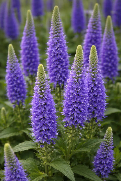 Blue Veronica Flower Seeds for Planting – Heirloom Non-GMO Garden Seeds