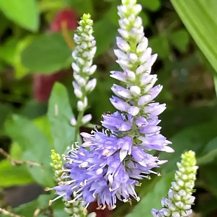 Purple Veronica flower seeds