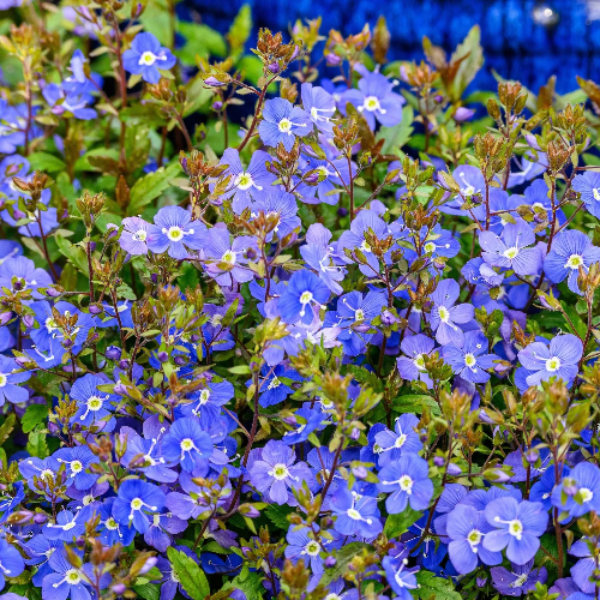 Speedwell Veronica Repens plant