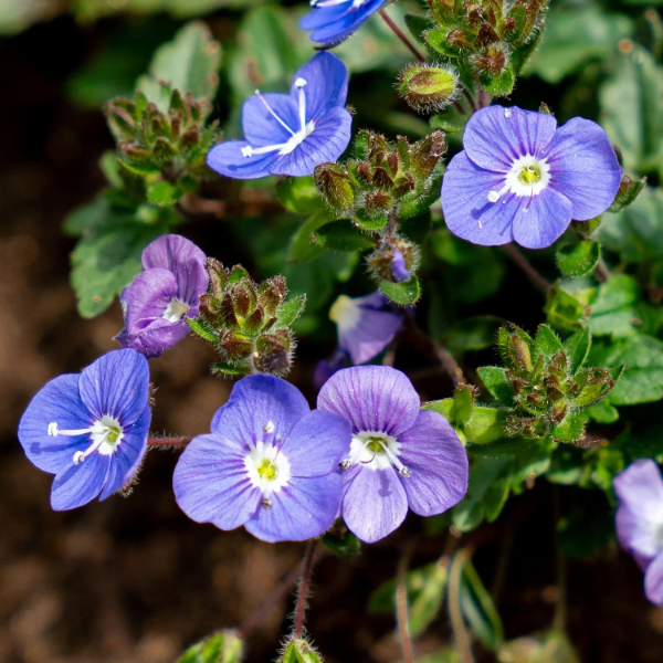 Speedwell Veronica Repens plant
