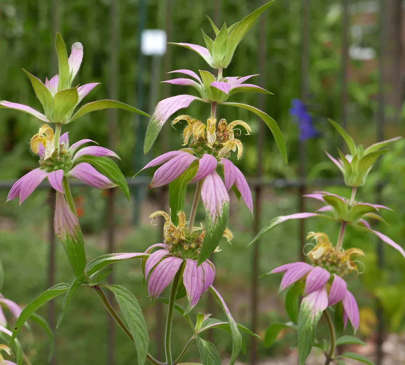 Purple Monarda Punctata Flower Seeds for Planting – Heirloom Non-GMO Garden Seeds