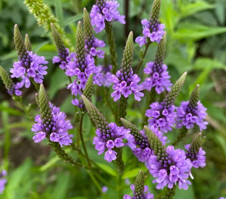 Blue Vervain flower seeds