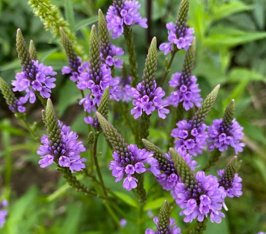 Blue Vervain flower seeds