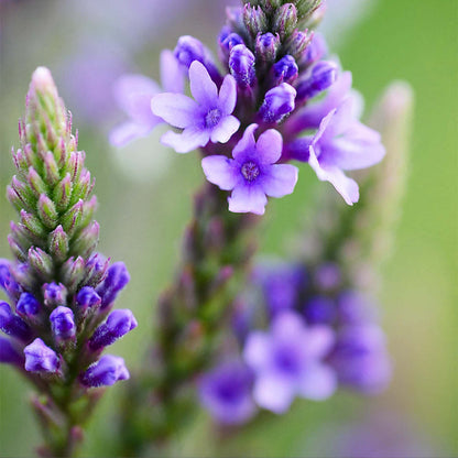 Blue Vervain plant
