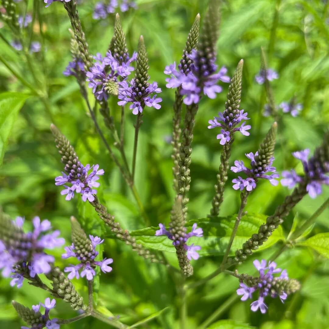 Blue Vervain plant
