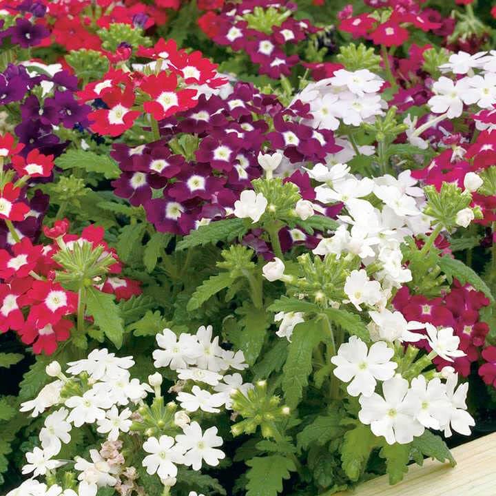 Cut Flower Vervain plant