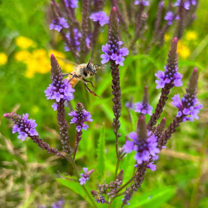 Blue Vervain plant