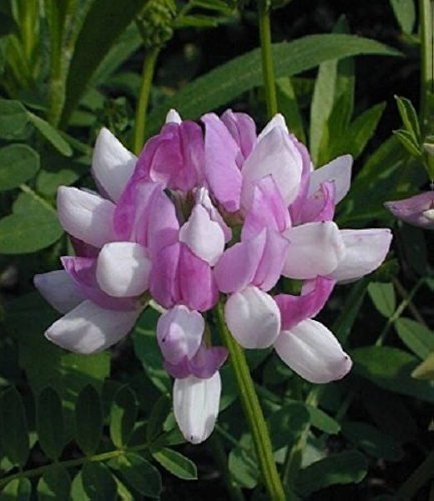 Vetch Coronilla flower seeds