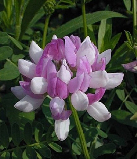 Vetch Coronilla flower seeds