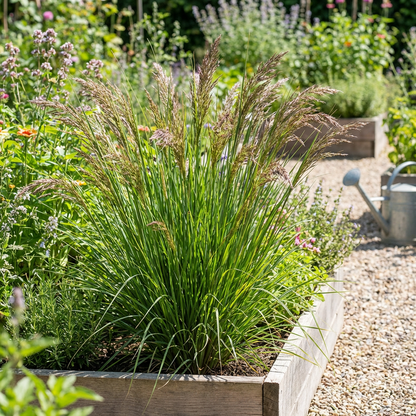 Vetiver Grass Seeds for Planting – Chrysopogon zizanioides Perennial Grass