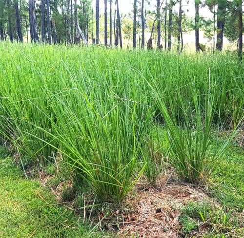 Vetiver Grass Seeds for Planting – Chrysopogon zizanioides Perennial Grass