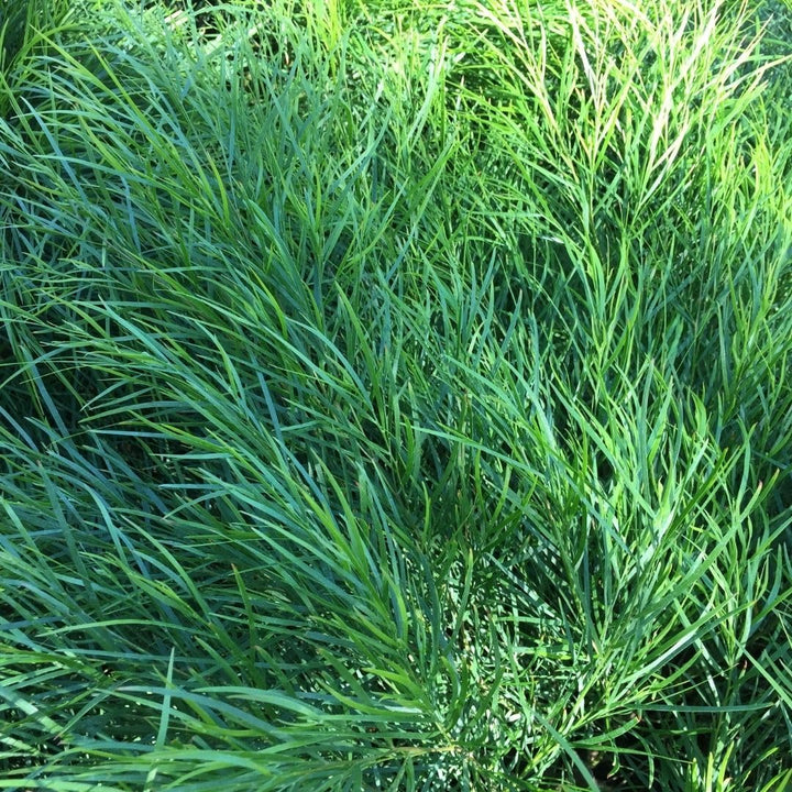 Vetiver Grass Seeds for Planting – Chrysopogon zizanioides Perennial Grass