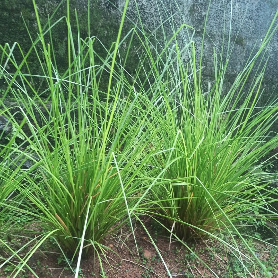 Vetiver Grass Seeds for Planting – Chrysopogon zizanioides Perennial Grass
