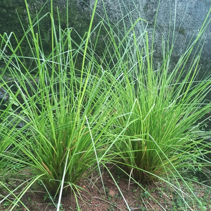 Vetiver Grass Seeds for Planting – Chrysopogon zizanioides Perennial Grass
