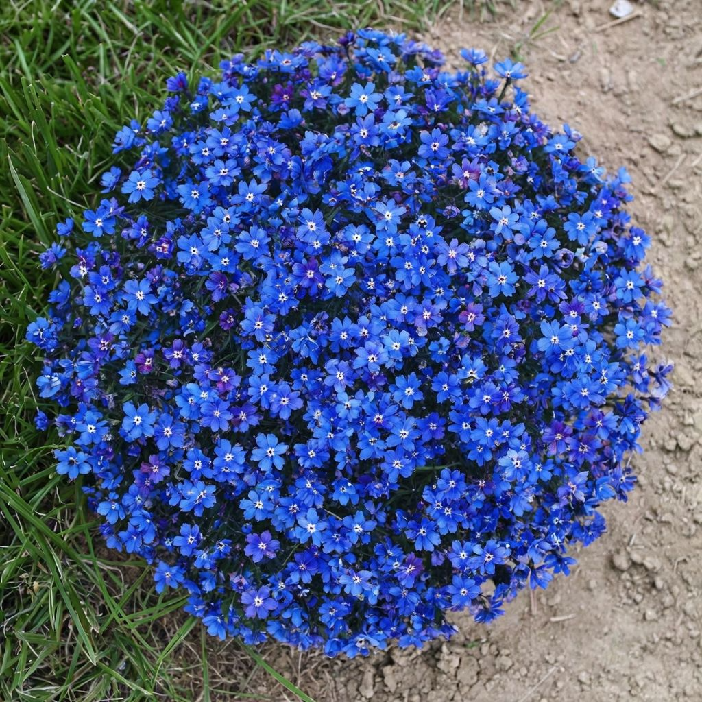 Aubrieta Blue flower seeds