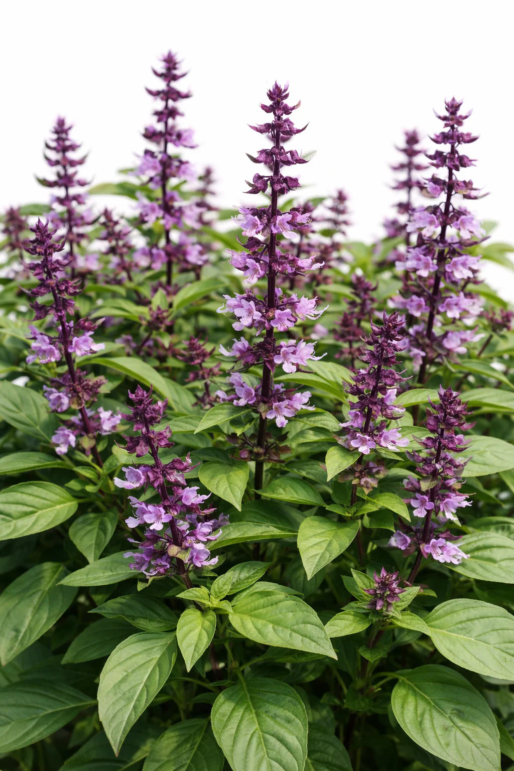 Violet Ocimum flower seeds