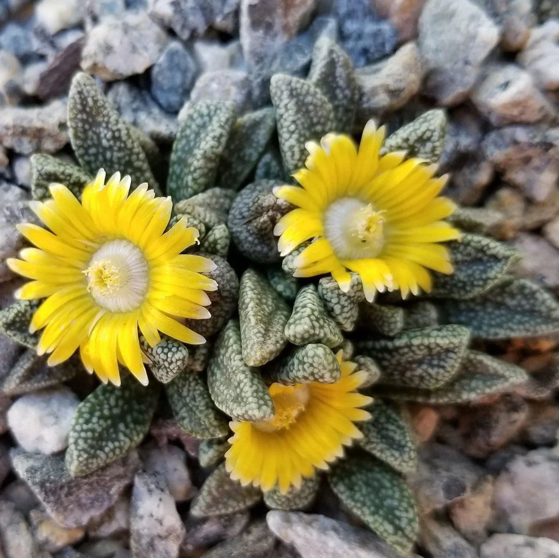 Yellow Nananthus flower seeds