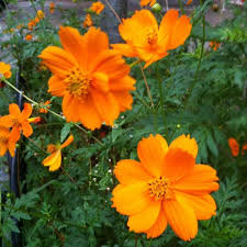 Orange Cosmos flowers blooming in a sunny home garden