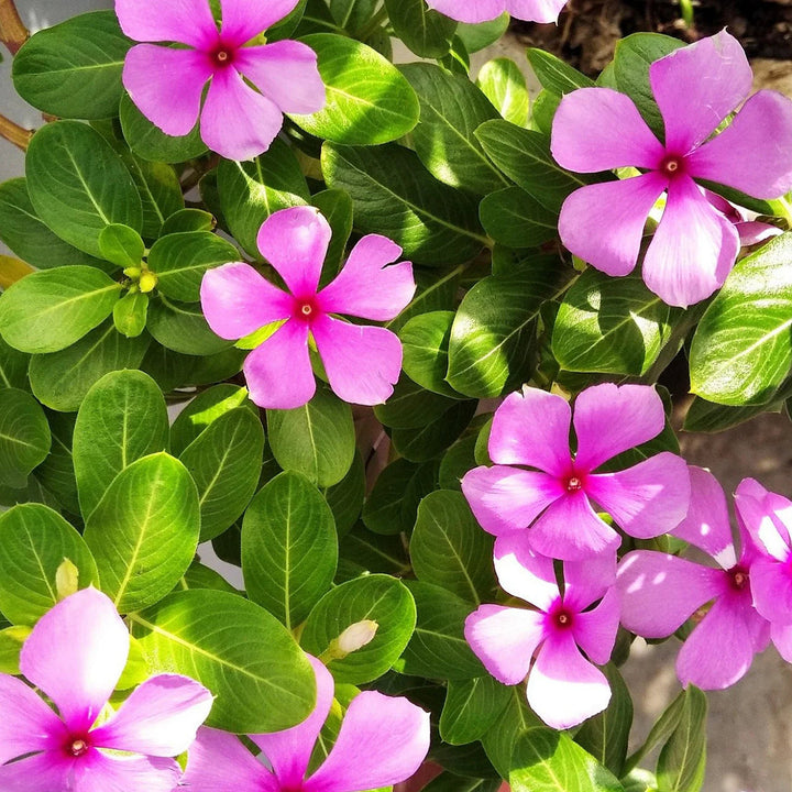 Pink Vinca flower seeds