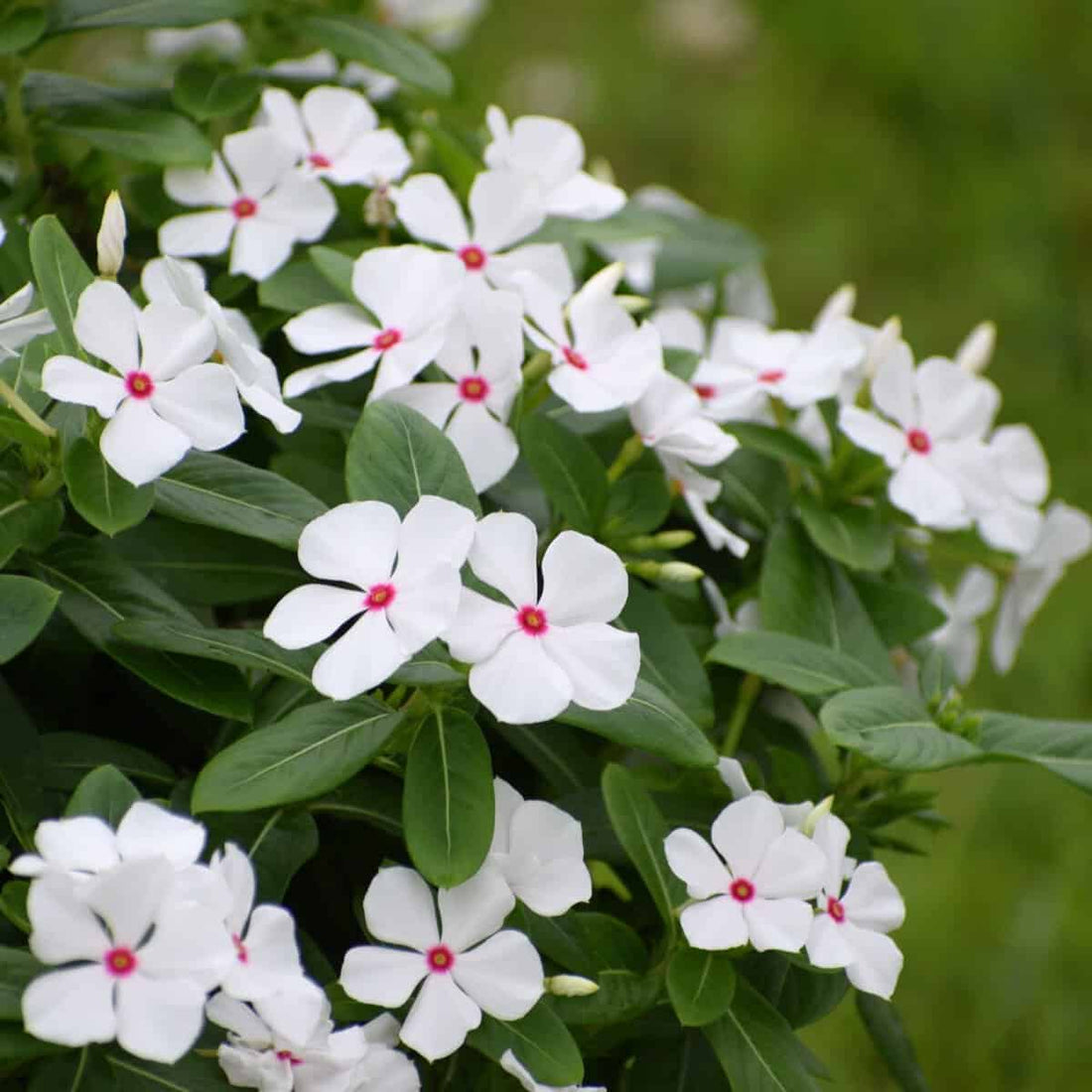 Polka Dot flower seeds
