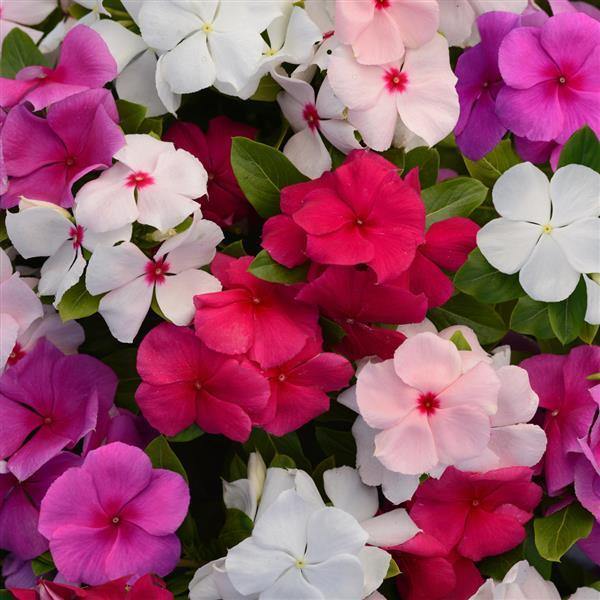Vinca Periwinkle flower seeds