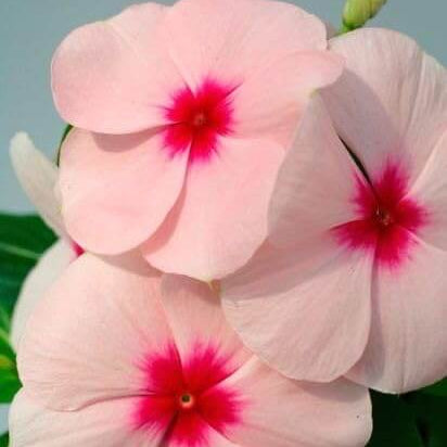 Pink Vinca plant