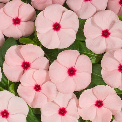 Pink Vinca plant