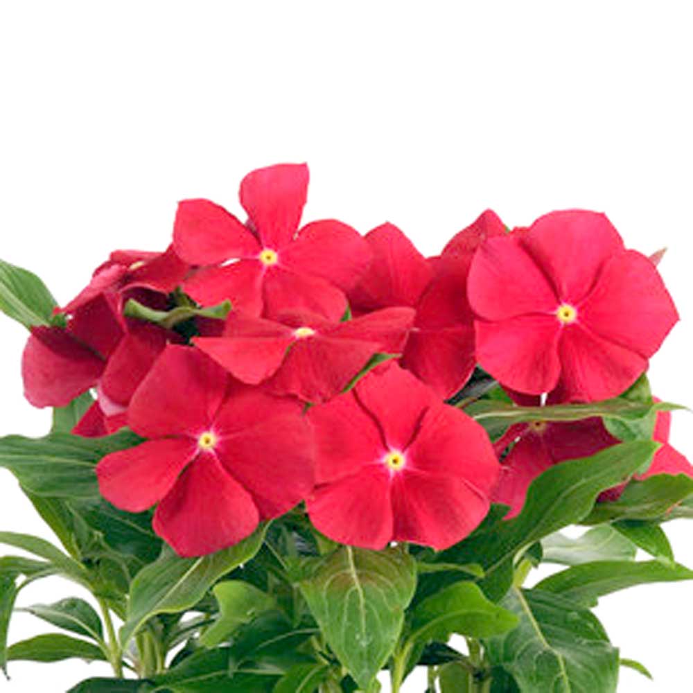 Red Vinca plant