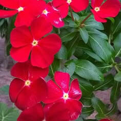 Red Vinca plant