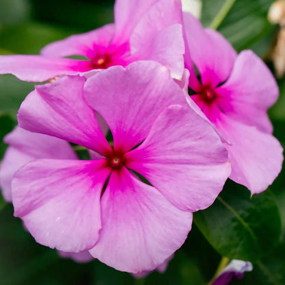 Pink Vinca Rosea plant