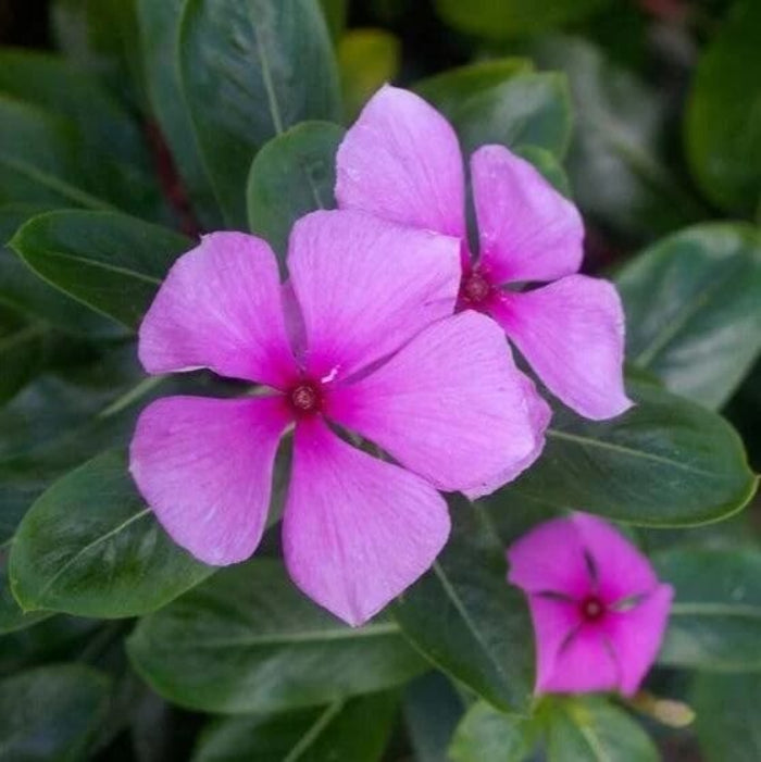 Pink Vinca Rosea plant