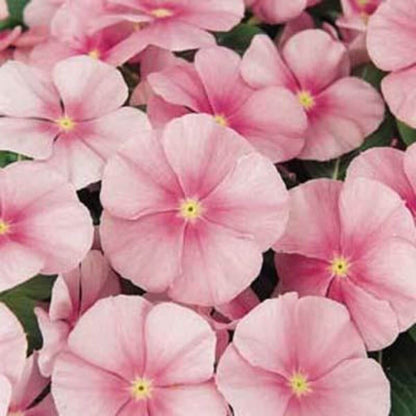 Pink Vinca plant