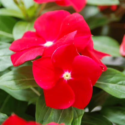 Red Vinca plant
