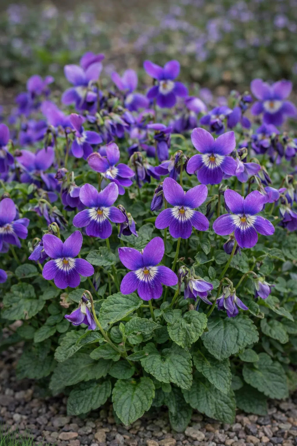 Viola Charlotte flower seeds