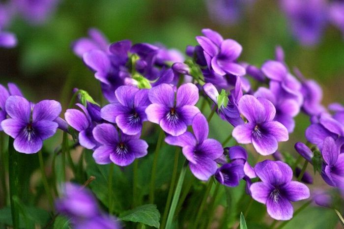 Viola flower seeds