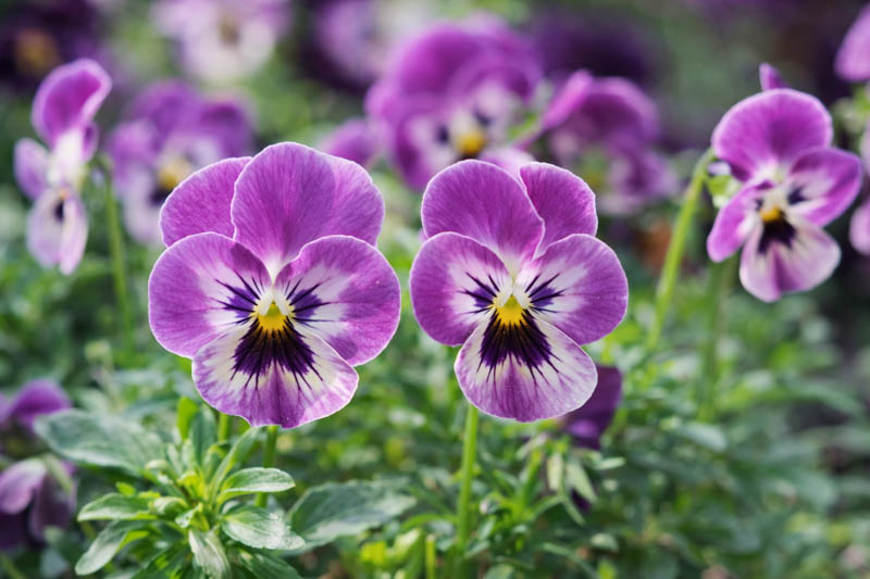 Violet Pansy flower seeds