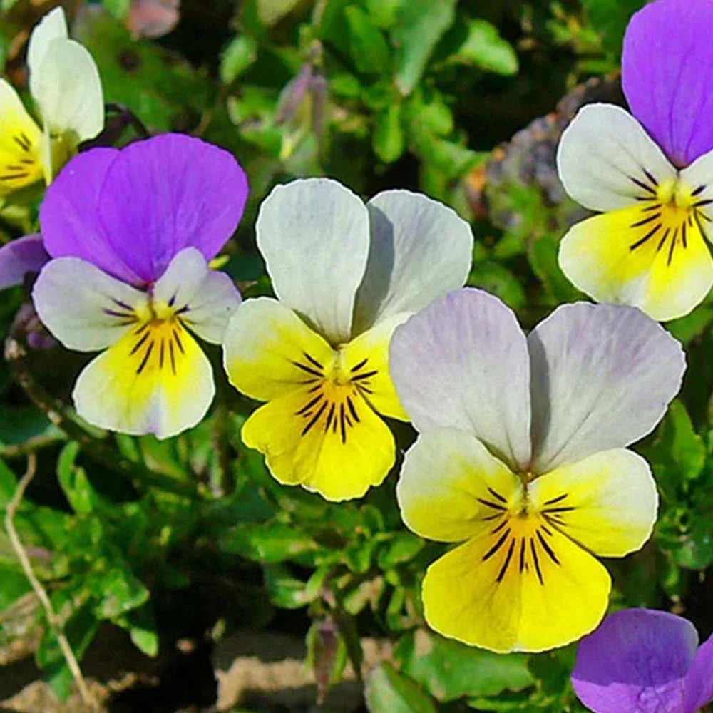 Viola Tricolor flower seeds