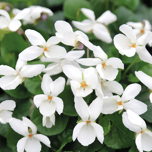 Wildflower Mix Viola plant