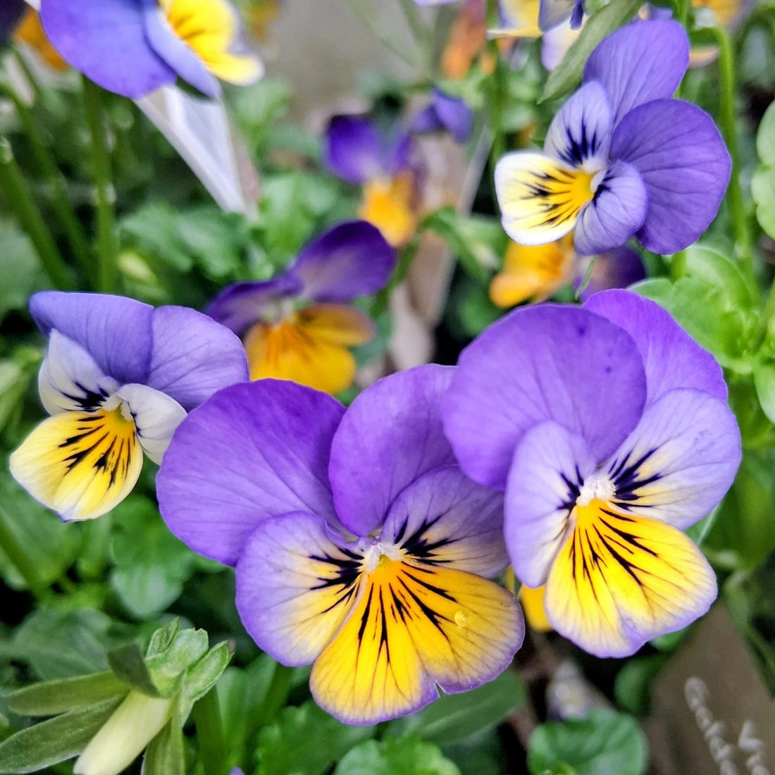 Viola flower seeds