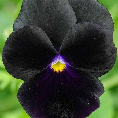 Black Viola plant