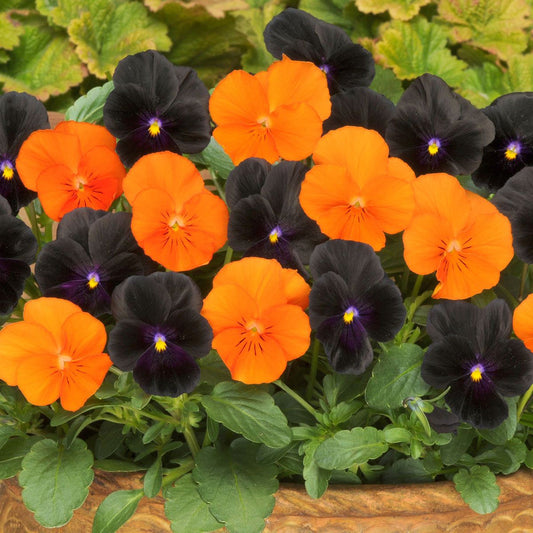 Halloween Pansy flower seeds