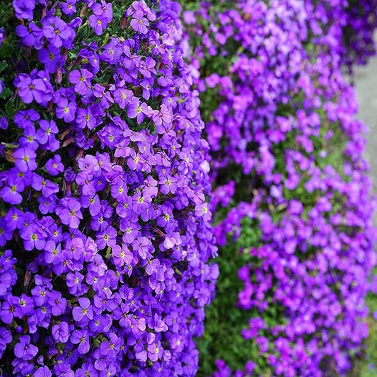 Violet Aubrieta flower seeds