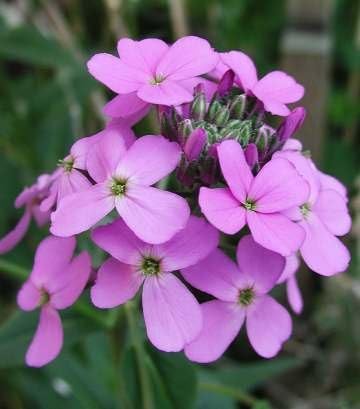 Violet Dame'S flower seeds