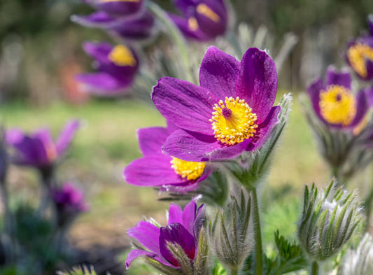 Violet Pasque flower seeds