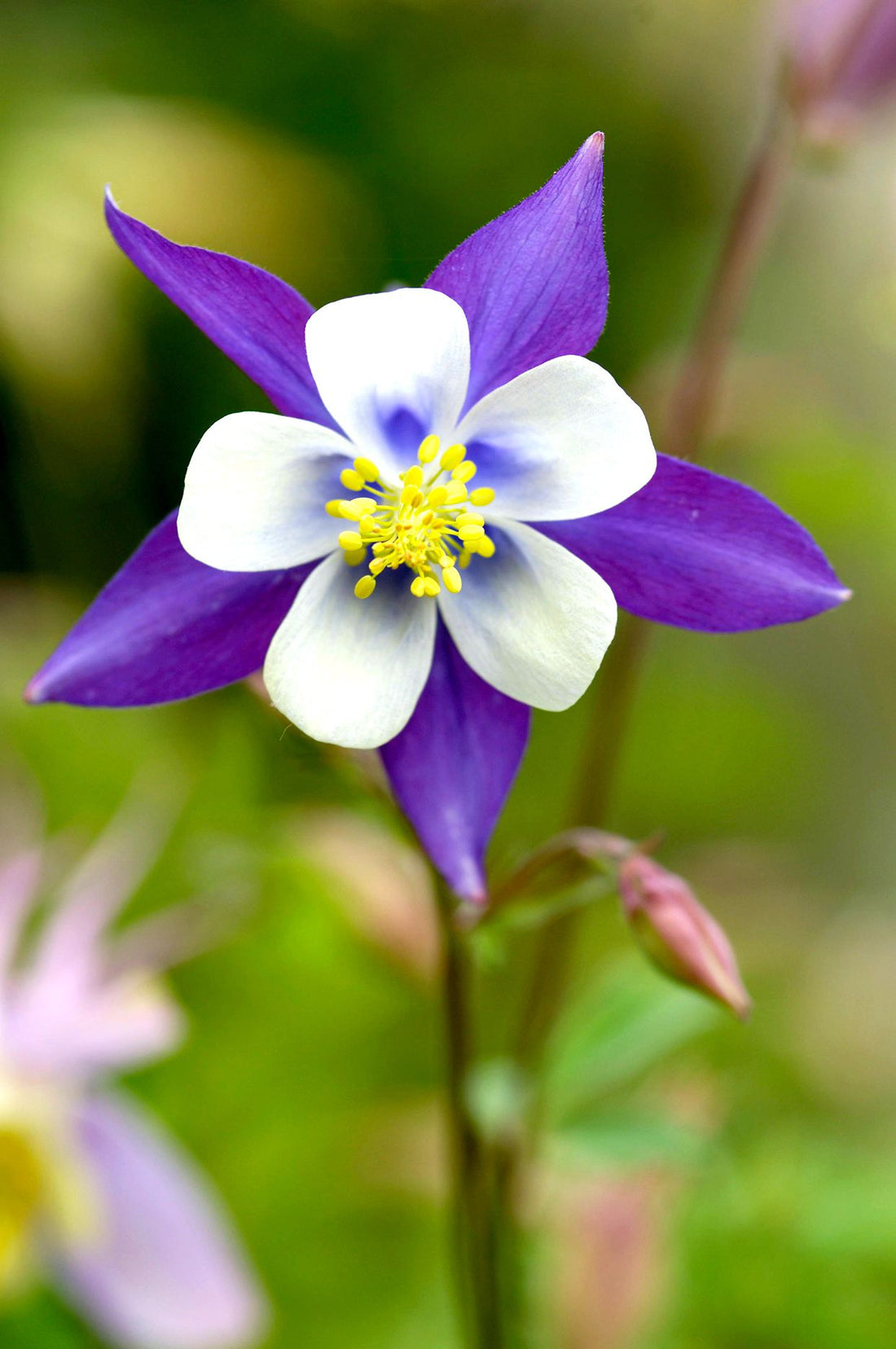 Violet White flower seeds
