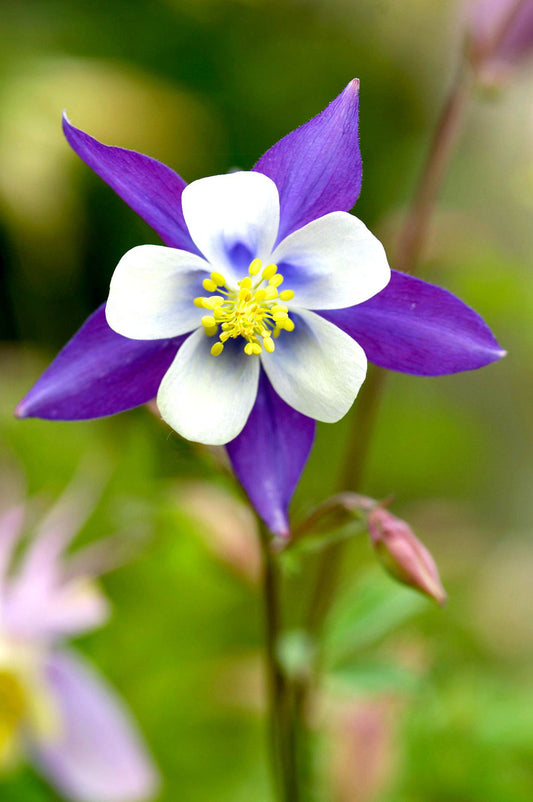 Violet White flower seeds