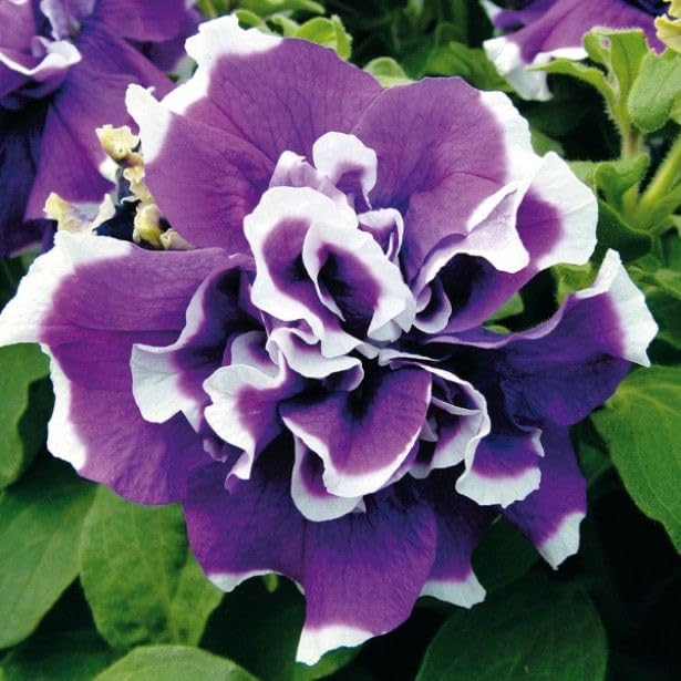 Violet White flower seeds